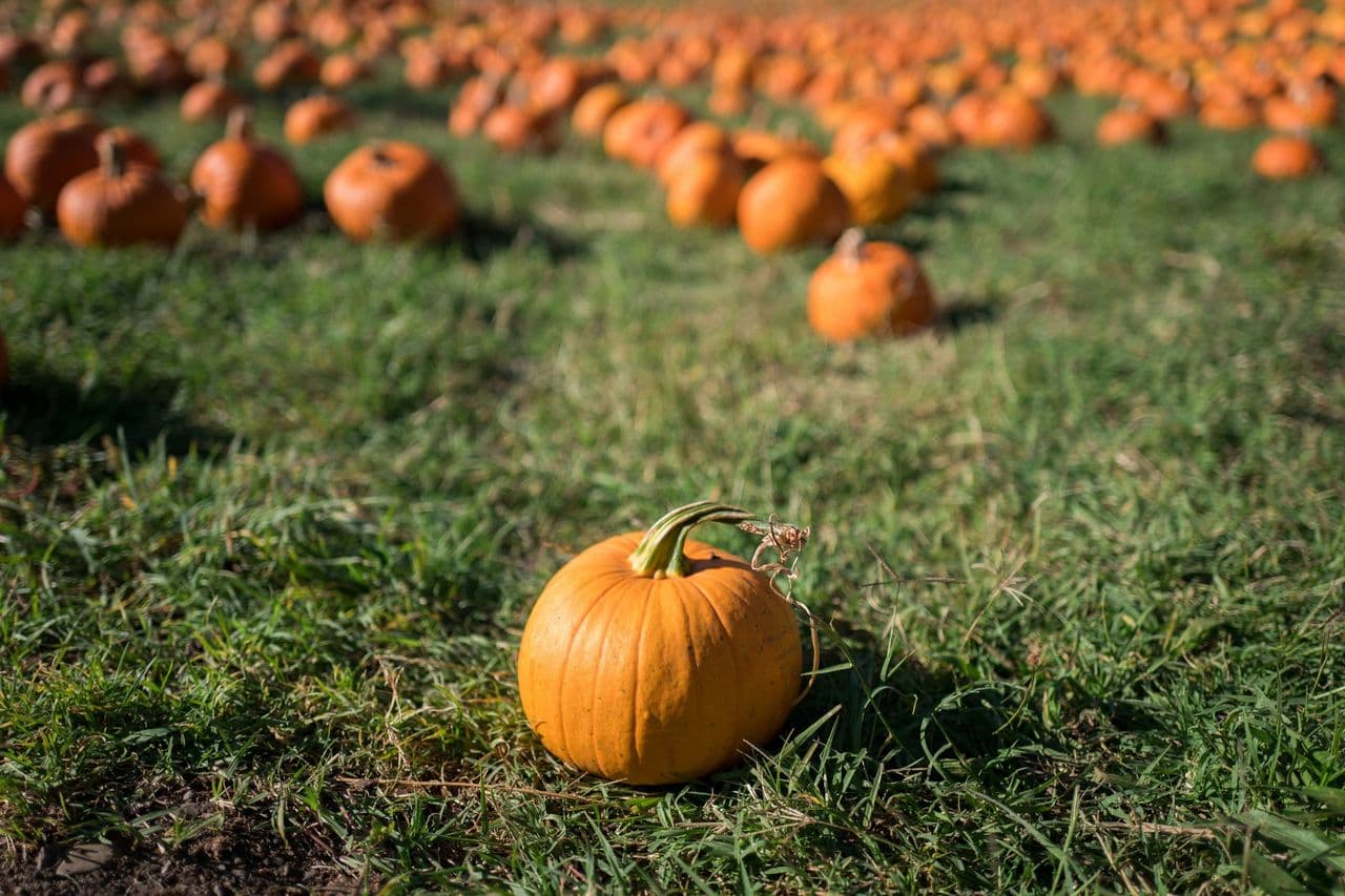 extreme-weather-dampens-halloween-pumpkins-hero